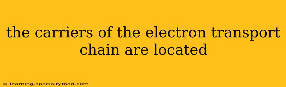 the carriers of the electron transport chain are located
