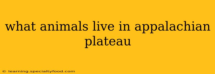 what animals live in appalachian plateau