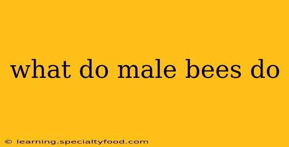 what do male bees do