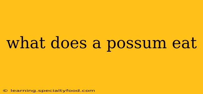 what does a possum eat