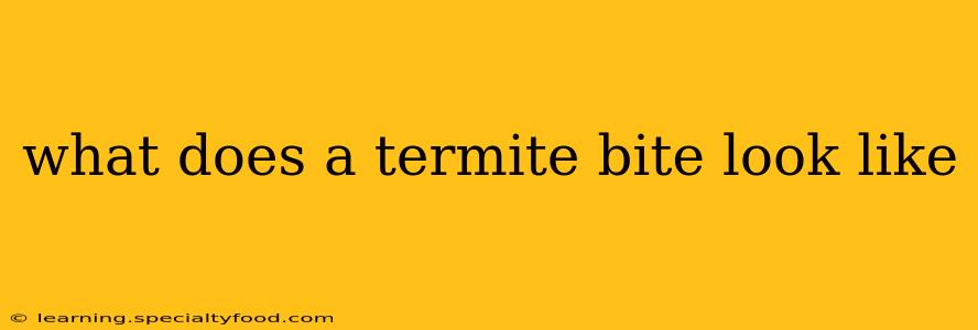 what does a termite bite look like