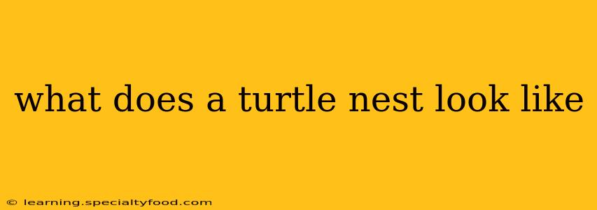 what does a turtle nest look like