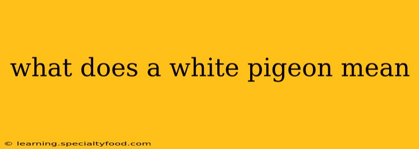 what does a white pigeon mean