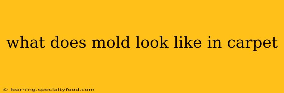 what does mold look like in carpet