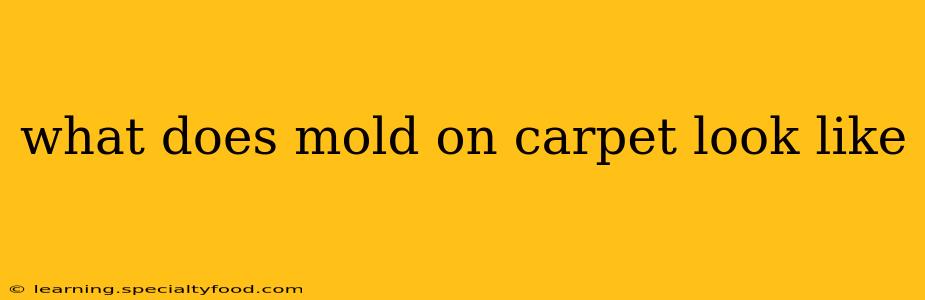 what does mold on carpet look like