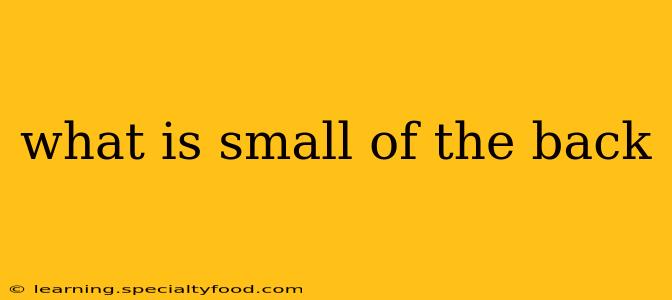 what is small of the back