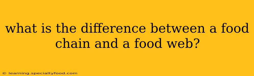 what is the difference between a food chain and a food web?
