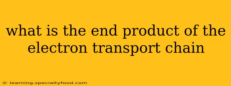 what is the end product of the electron transport chain