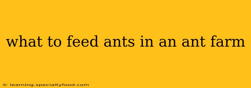 what to feed ants in an ant farm