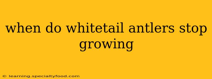 when do whitetail antlers stop growing