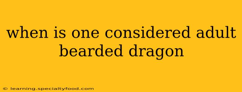 when is one considered adult bearded dragon