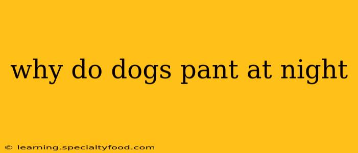 why do dogs pant at night