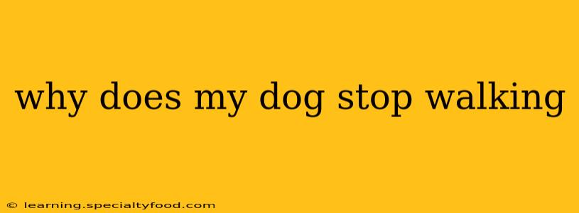 why does my dog stop walking