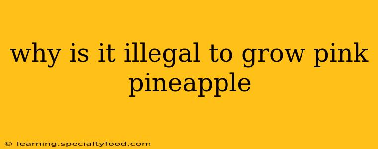 why is it illegal to grow pink pineapple