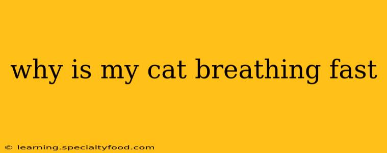 why is my cat breathing fast