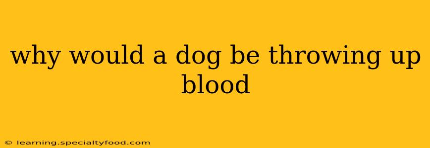 why would a dog be throwing up blood