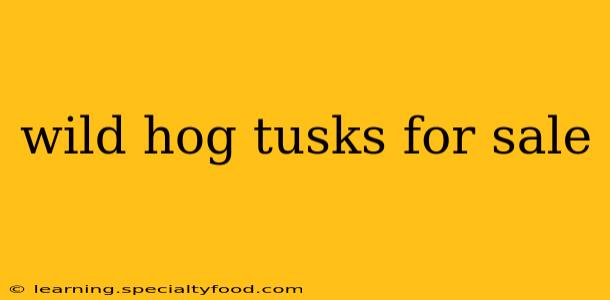 wild hog tusks for sale