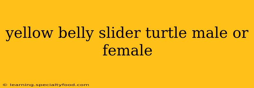 yellow belly slider turtle male or female